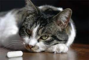 Язва желудка у собак и кошек Фото