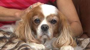 Заболевания сердца собак Фото