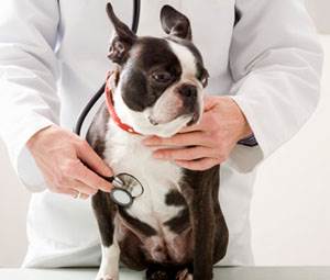 Заболевания сердца собак Фото