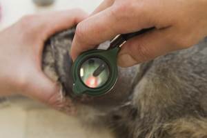 Заболевания вестибулярного аппарата у кошек Фото