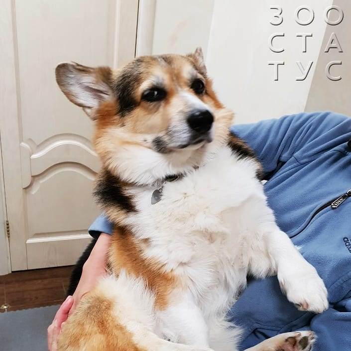 Залом хвоста у собаки Фото залом хвоста у собаки