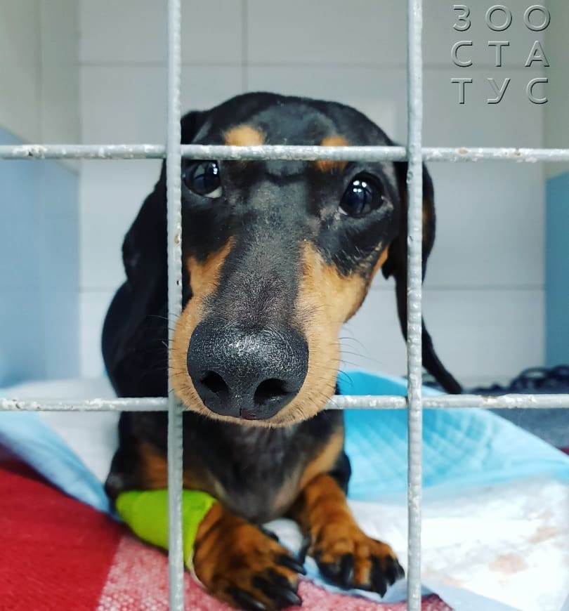 Залом хвоста у собаки Фото залом хвоста у собаки