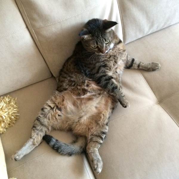 Кот с избыточной массой тела
Фото