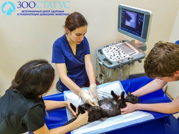 УЗИ кошке
Фото