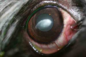 Жировая дистрофия роговицы у собак Фото