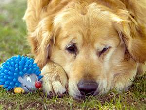 Злокачественные опухоли у собак Фото