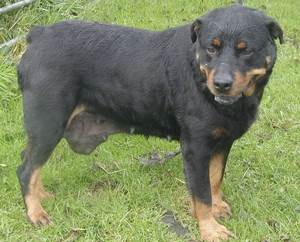 Злокачественные опухоли у собак Фото